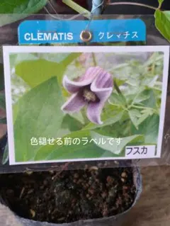 2026年最新】竹間園芸クレマチスの人気アイテム - メルカリ