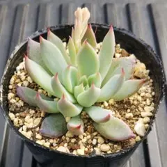 2026年最新】ミックスベリア 青鬼の人気アイテム - メルカリ