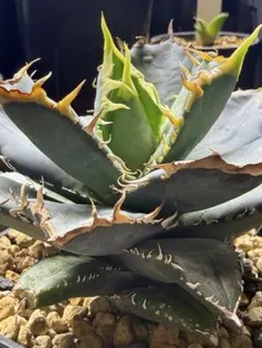 2026年最新】チタノタ悪魔くんの人気アイテム - メルカリ