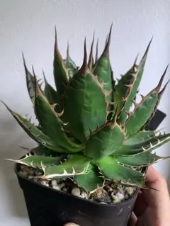 2026年最新】ホリダ 陽炎の人気アイテム - メルカリ