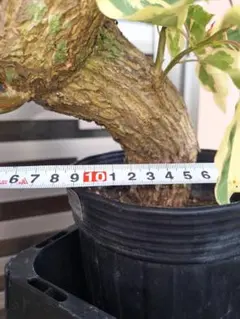 2026年最新】ブーゲンビレア苗木の人気アイテム - メルカリ