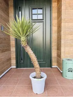 2026年最新】ユッカアロイフォリアの人気アイテム - メルカリ