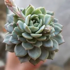 2026年最新】サボテン相談室の人気アイテム - メルカリ