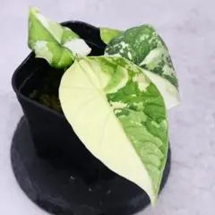 2026年最新】アロカシア メロの人気アイテム - メルカリ