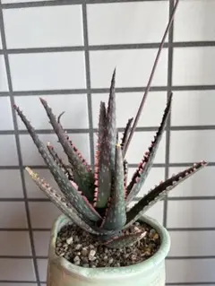 2026年最新】TCTアロエの人気アイテム - メルカリ