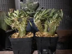 2026年最新】綴化 パキポディウムの人気アイテム - メルカリ