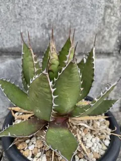 アガベ ホリダ ギルベイ オアハカ ロックガーデン ドライガーデン 陽炎