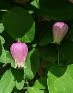 2026年最新】竹間園芸クレマチスの人気アイテム - メルカリ