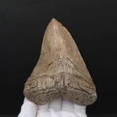 2026年最新】化石 メガロドンの人気アイテム - メルカリ