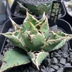 2026年最新】金蟾王の人気アイテム - メルカリ