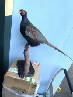 2026年最新】雉 剥製の人気アイテム - メルカリ