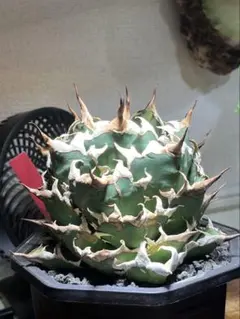 2026年最新】アガベ オアハカ 現地の人気アイテム - メルカリ