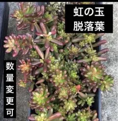 2026年最新】虹の玉の人気アイテム - メルカリ