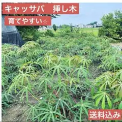 2026年最新】キャッサバ 苗の人気アイテム - メルカリ