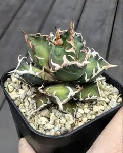 2026年最新】ゴリ猫の人気アイテム - メルカリ