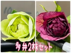 2026年最新】クリスマスローズ開花株の人気アイテム - メルカリ