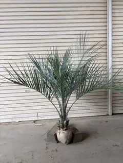 2026年最新】ココスヤシ 苗の人気アイテム - メルカリ