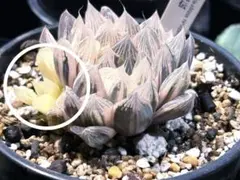 ⚠️高額注意⚠️ ハオルチア ナイルの一滴 - メルカリ