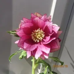 2026年最新】広瀬園芸 ソレイユの人気アイテム - メルカリ