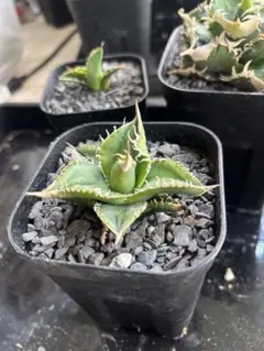 2026年最新】巨歯鯊の人気アイテム - メルカリ