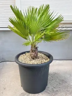 2026年最新】チャメロップスの人気アイテム - メルカリ