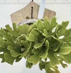 2026年最新】シルベリードワーフの人気アイテム - メルカリ