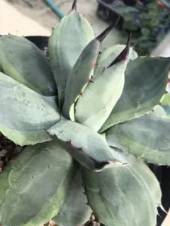 2026年最新】アガベパリーボーダーガードの人気アイテム - メルカリ