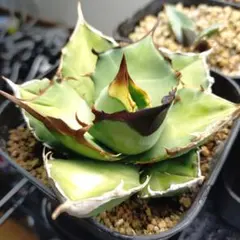 2026年最新】アカベ白犀牛の人気アイテム - メルカリ