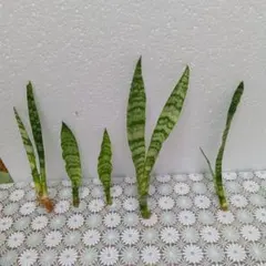 2026年最新】サンセベリア 希少の人気アイテム - メルカリ