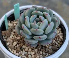 2026年最新】ミックスベリアの人気アイテム - メルカリ