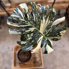 2026年最新】クリームブリュレ モンステラの人気アイテム - メルカリ