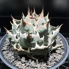 2026年最新】姫厳龍の人気アイテム - メルカリ