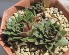 2026年最新】センペルビウムの人気アイテム - メルカリ