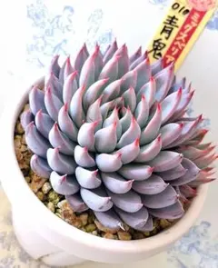 2026年最新】おらいさん苗 ミックスベリア 青鬼の人気アイテム - メルカリ