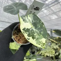 2026年最新】アロカシア 斑入りの人気アイテム - メルカリ