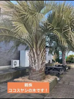 2026年最新】ココスヤシの木の人気アイテム - メルカリ
