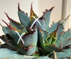 2026年最新】アガベ ハイブリッド ネバデンシス×bbの人気アイテム