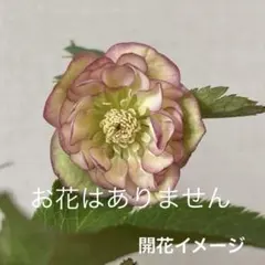 2026年最新】蜃気楼 クリスマスローズの人気アイテム - メルカリ