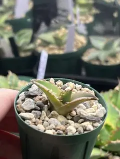 2026年最新】アガベ イラン株の人気アイテム - メルカリ