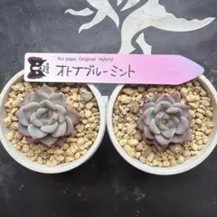 2026年最新】ルイパパさん苗の人気アイテム - メルカリ