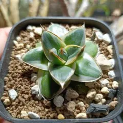 2026年最新】ピンキー アガベの人気アイテム - メルカリ