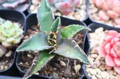 2026年最新】アガベチタノタシーザーの人気アイテム - メルカリ