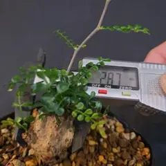 早い者勝ち 超極太 実生 パキプス オペルクリカリアパキプス - メルカリ