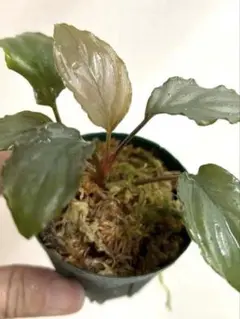 2026年最新】ホマロメナ Homalomenaの人気アイテム - メルカリ