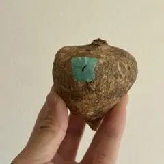 2026年最新】アデニア オバタの人気アイテム - メルカリ