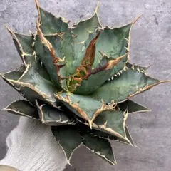 2026年最新】アガベ海王の人気アイテム - メルカリ