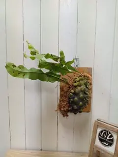 2026年最新】レカノプテリス バルゴイの人気アイテム - メルカリ