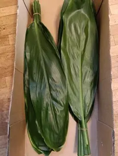 2026年最新】ティーリーフスカート フラの人気アイテム - メルカリ