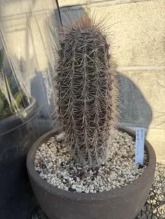 2026年最新】弁慶柱の人気アイテム - メルカリ