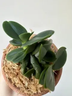 2026年最新】名護蘭 明丸の人気アイテム - メルカリ